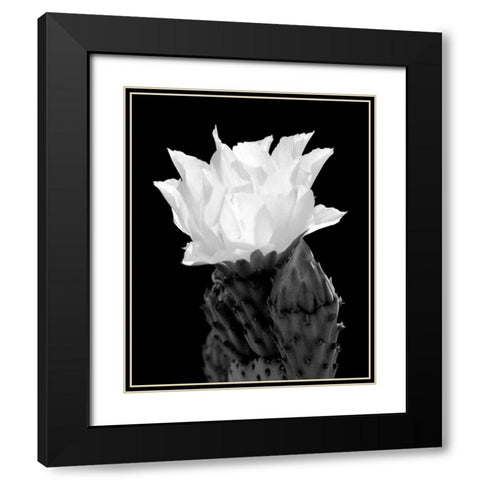 Beaver Tail Cactus Flower BW Black Modern Wood Framed Art Print with Double Matting by Taylor, Douglas