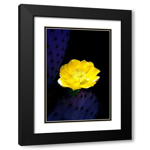 Prickly Pear Cactus Blossom Black Modern Wood Framed Art Print with Double Matting by Taylor, Douglas
