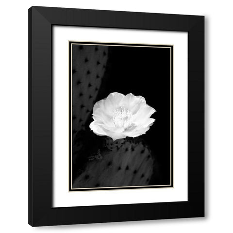 Prickly Pear Cactus Blossom BW Black Modern Wood Framed Art Print with Double Matting by Taylor, Douglas
