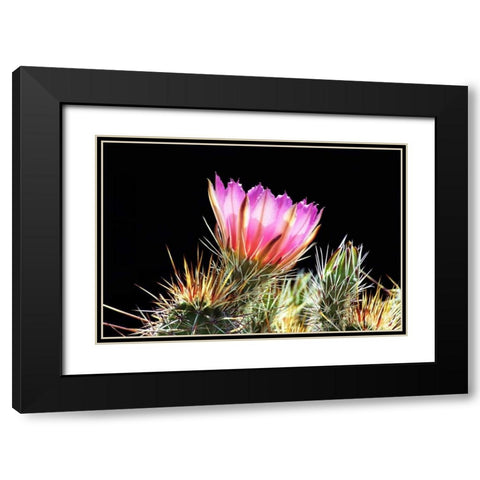 Pretty in Pink Black Modern Wood Framed Art Print with Double Matting by Taylor, Douglas