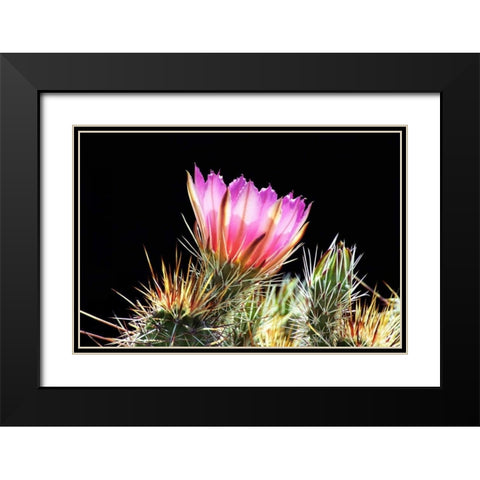 Pretty in Pink Black Modern Wood Framed Art Print with Double Matting by Taylor, Douglas