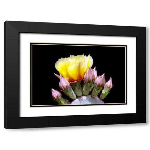 Prickly Pear Blossom and Buds Black Modern Wood Framed Art Print with Double Matting by Taylor, Douglas