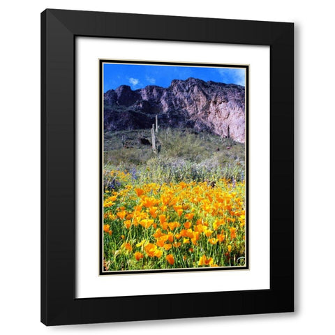Picacho Peak Wildflowers Black Modern Wood Framed Art Print with Double Matting by Taylor, Douglas