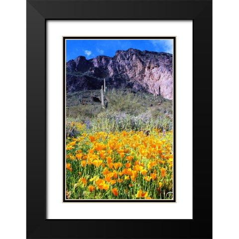 Picacho Peak Wildflowers Black Modern Wood Framed Art Print with Double Matting by Taylor, Douglas