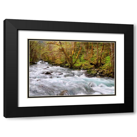Rainforest River I Black Modern Wood Framed Art Print with Double Matting by Taylor, Douglas