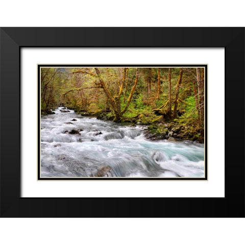 Rainforest River I Black Modern Wood Framed Art Print with Double Matting by Taylor, Douglas