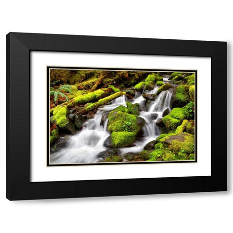 Forest Stream Black Modern Wood Framed Art Print with Double Matting by Taylor, Douglas