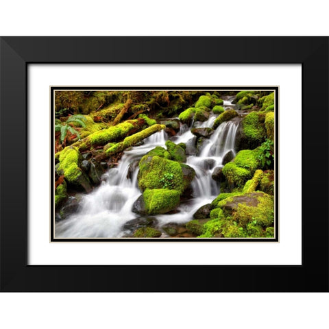 Forest Stream Black Modern Wood Framed Art Print with Double Matting by Taylor, Douglas