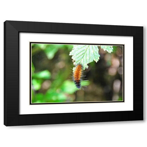 Caterpillar on Leaf I Black Modern Wood Framed Art Print with Double Matting by Thomas, Logan