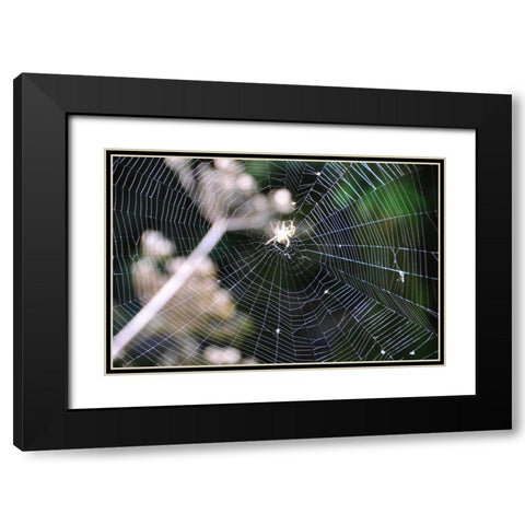 Spiderweb II Black Modern Wood Framed Art Print with Double Matting by Thomas, Logan