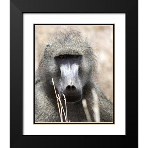 Baboon Portrait I Black Modern Wood Framed Art Print with Double Matting by Underdahl, Dana