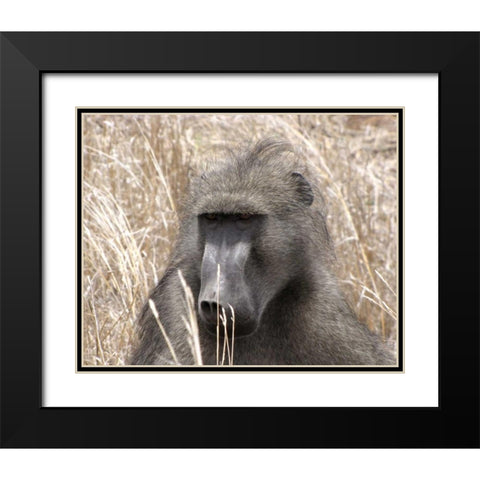 Baboon Portrait IV Black Modern Wood Framed Art Print with Double Matting by Underdahl, Dana
