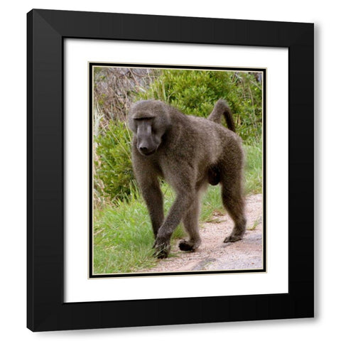 Baboon II Black Modern Wood Framed Art Print with Double Matting by Underdahl, Dana