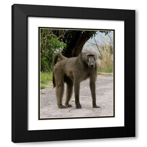 Baboon IV Black Modern Wood Framed Art Print with Double Matting by Underdahl, Dana