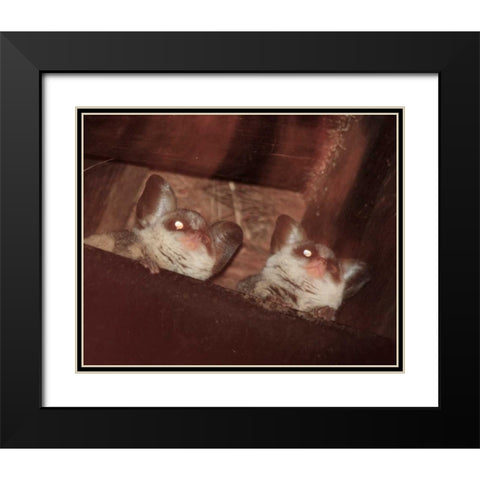 Bushbaby I Black Modern Wood Framed Art Print with Double Matting by Underdahl, Dana