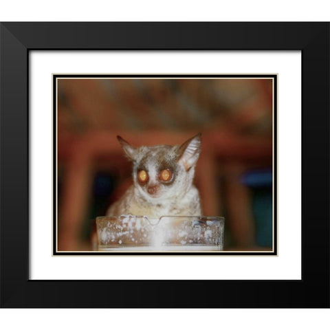 Bushbaby II Black Modern Wood Framed Art Print with Double Matting by Underdahl, Dana