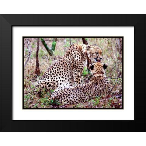 Safari Cheetah II Black Modern Wood Framed Art Print with Double Matting by Underdahl, Dana
