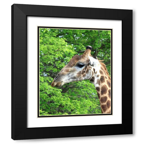 Giraffe III Black Modern Wood Framed Art Print with Double Matting by Underdahl, Dana
