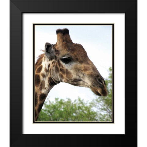 Giraffe Portrait IV Black Modern Wood Framed Art Print with Double Matting by Underdahl, Dana