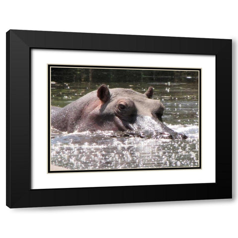 Hippo I Black Modern Wood Framed Art Print with Double Matting by Underdahl, Dana
