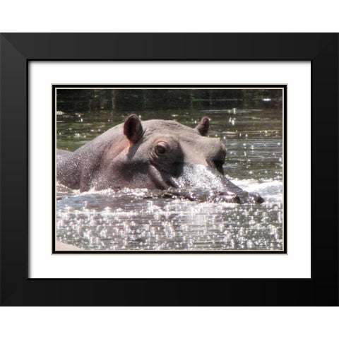 Hippo I Black Modern Wood Framed Art Print with Double Matting by Underdahl, Dana