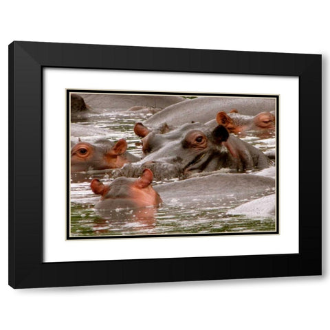 Hippo V Black Modern Wood Framed Art Print with Double Matting by Underdahl, Dana
