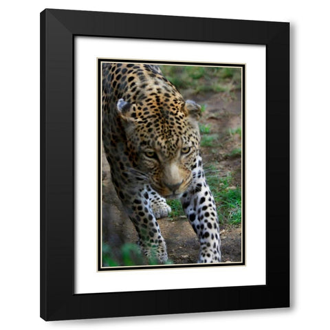 Leopard I Black Modern Wood Framed Art Print with Double Matting by Underdahl, Dana