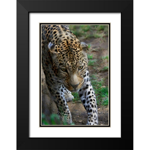 Leopard I Black Modern Wood Framed Art Print with Double Matting by Underdahl, Dana
