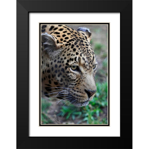 Leopard II Black Modern Wood Framed Art Print with Double Matting by Underdahl, Dana