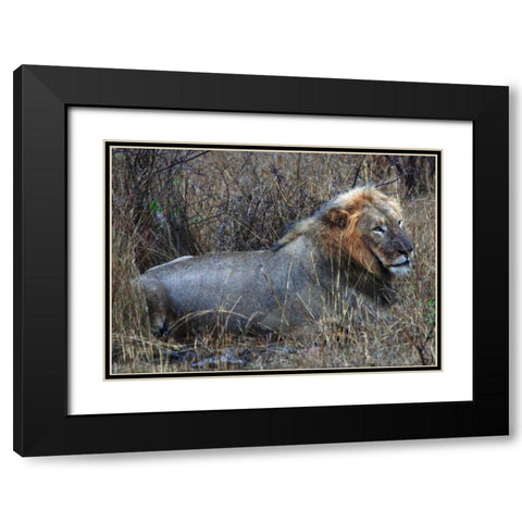 Resting Lion I Black Modern Wood Framed Art Print with Double Matting by Underdahl, Dana