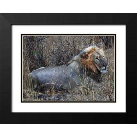 Resting Lion I Black Modern Wood Framed Art Print with Double Matting by Underdahl, Dana