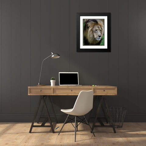 Lion III Black Modern Wood Framed Art Print with Double Matting by Underdahl, Dana