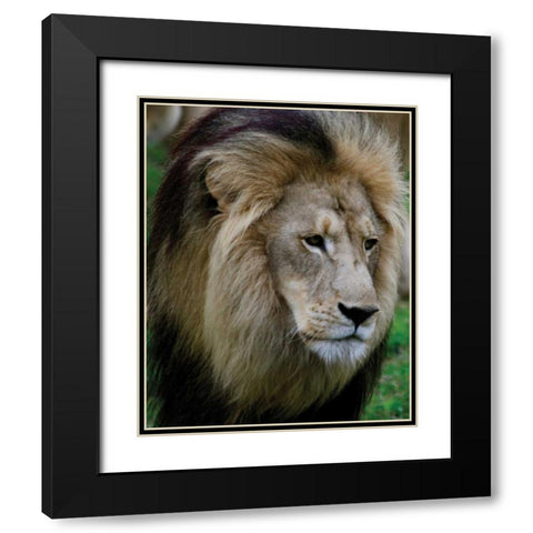 Lion III Black Modern Wood Framed Art Print with Double Matting by Underdahl, Dana