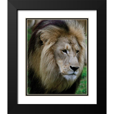 Lion III Black Modern Wood Framed Art Print with Double Matting by Underdahl, Dana