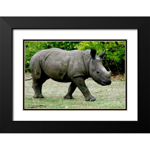 Rhino III Black Modern Wood Framed Art Print with Double Matting by Underdahl, Dana