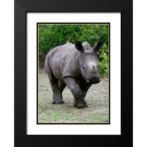 Rhino IV Black Modern Wood Framed Art Print with Double Matting by Underdahl, Dana