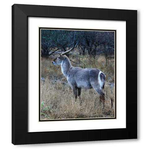 Waterbuck I Black Modern Wood Framed Art Print with Double Matting by Underdahl, Dana