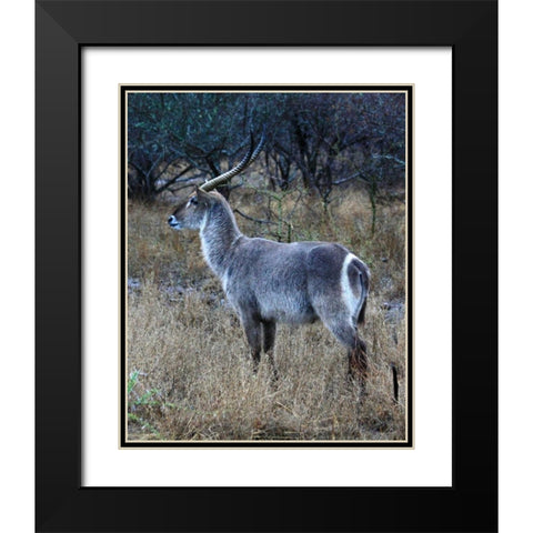 Waterbuck I Black Modern Wood Framed Art Print with Double Matting by Underdahl, Dana
