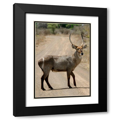 Safari Waterbuck III Black Modern Wood Framed Art Print with Double Matting by Underdahl, Dana