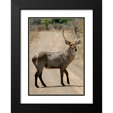 Safari Waterbuck III Black Modern Wood Framed Art Print with Double Matting by Underdahl, Dana