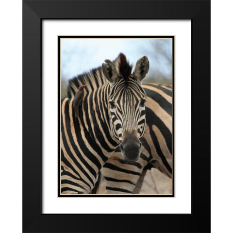 Sarari Zebra I Black Modern Wood Framed Art Print with Double Matting by Underdahl, Dana