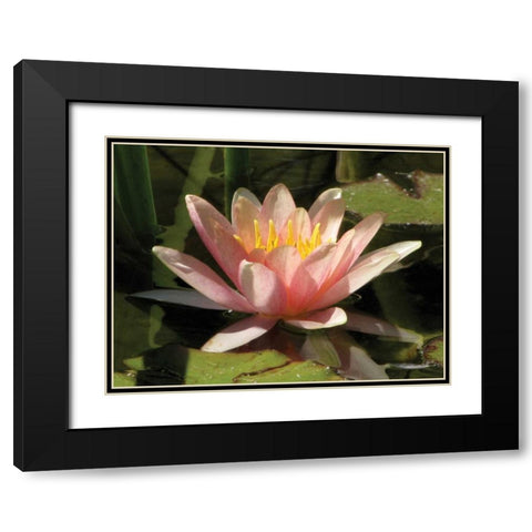 Pink Water Lily Black Modern Wood Framed Art Print with Double Matting by Underdahl, Dana