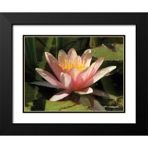 Pink Water Lily Black Modern Wood Framed Art Print with Double Matting by Underdahl, Dana