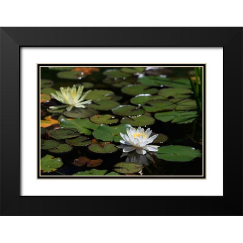 White Water Lily II Black Modern Wood Framed Art Print with Double Matting by Underdahl, Dana