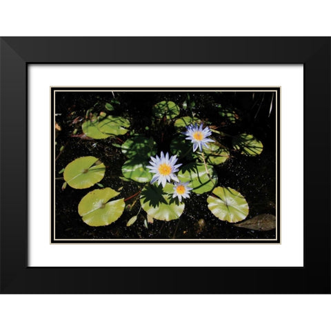 Blue Water Lily I Black Modern Wood Framed Art Print with Double Matting by Underdahl, Dana