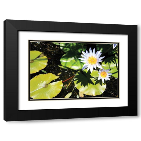 Blue Water Lily II Black Modern Wood Framed Art Print with Double Matting by Underdahl, Dana