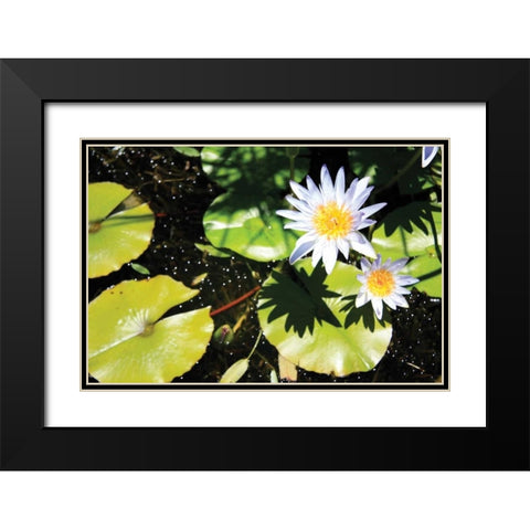 Blue Water Lily II Black Modern Wood Framed Art Print with Double Matting by Underdahl, Dana