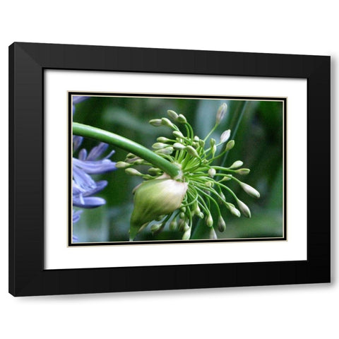 Flower Pod Black Modern Wood Framed Art Print with Double Matting by Underdahl, Dana
