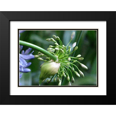 Flower Pod Black Modern Wood Framed Art Print with Double Matting by Underdahl, Dana