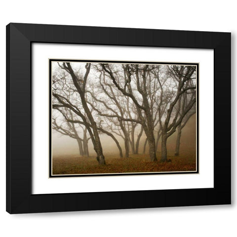 Misty Oaks I Black Modern Wood Framed Art Print with Double Matting by Geyman, Vitaly